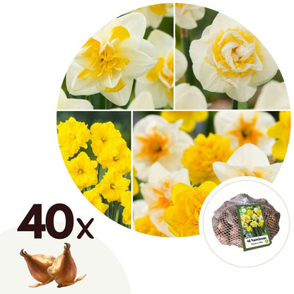 Florastore Påsklilja - Set Om 40 - Narcissus 'Double Mix' - Blomlökar - Flerfärgad