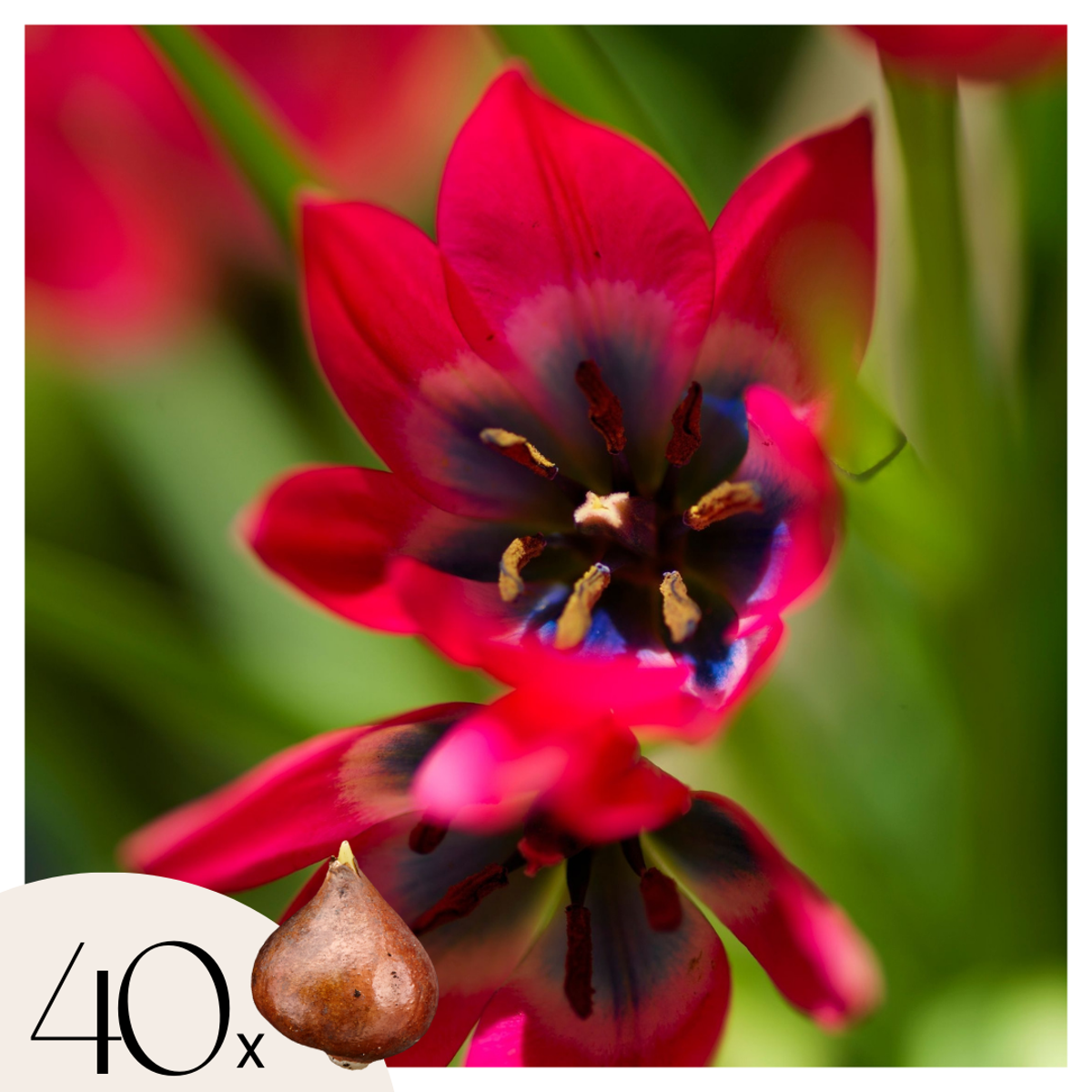 Florastore Tulpanlökar - Set Om 40 - Tulipa 'Little Beauty' - Blomlökar - Röd