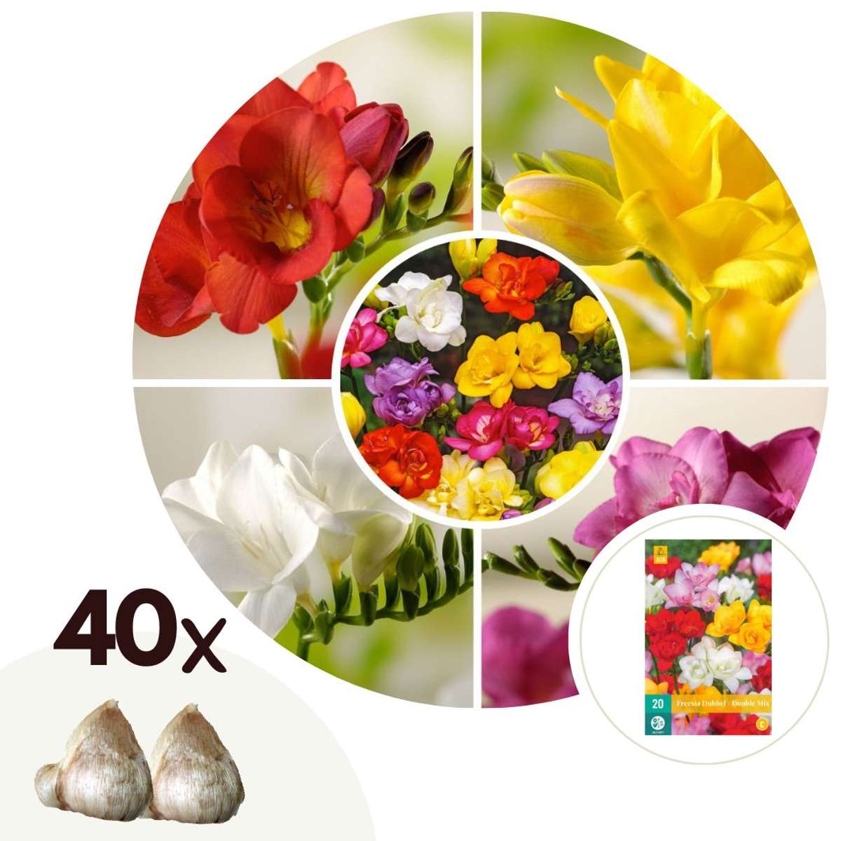 Florastore Fresia - Set Om 40 - Freesia Mix - Blomlökar - Flerfärgad
