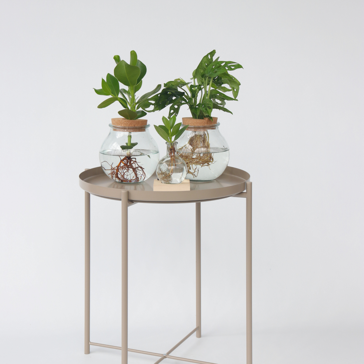 Hydroponics Liten Narrfikus I Kom - Clusia Rosea 'Princess' - Höjd 15-20Cm - ⌀8Cm