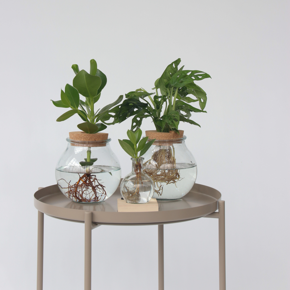 Hydroponics Liten Narrfikus I Kom - Clusia Rosea 'Princess' - Höjd 15-20Cm - ⌀8Cm