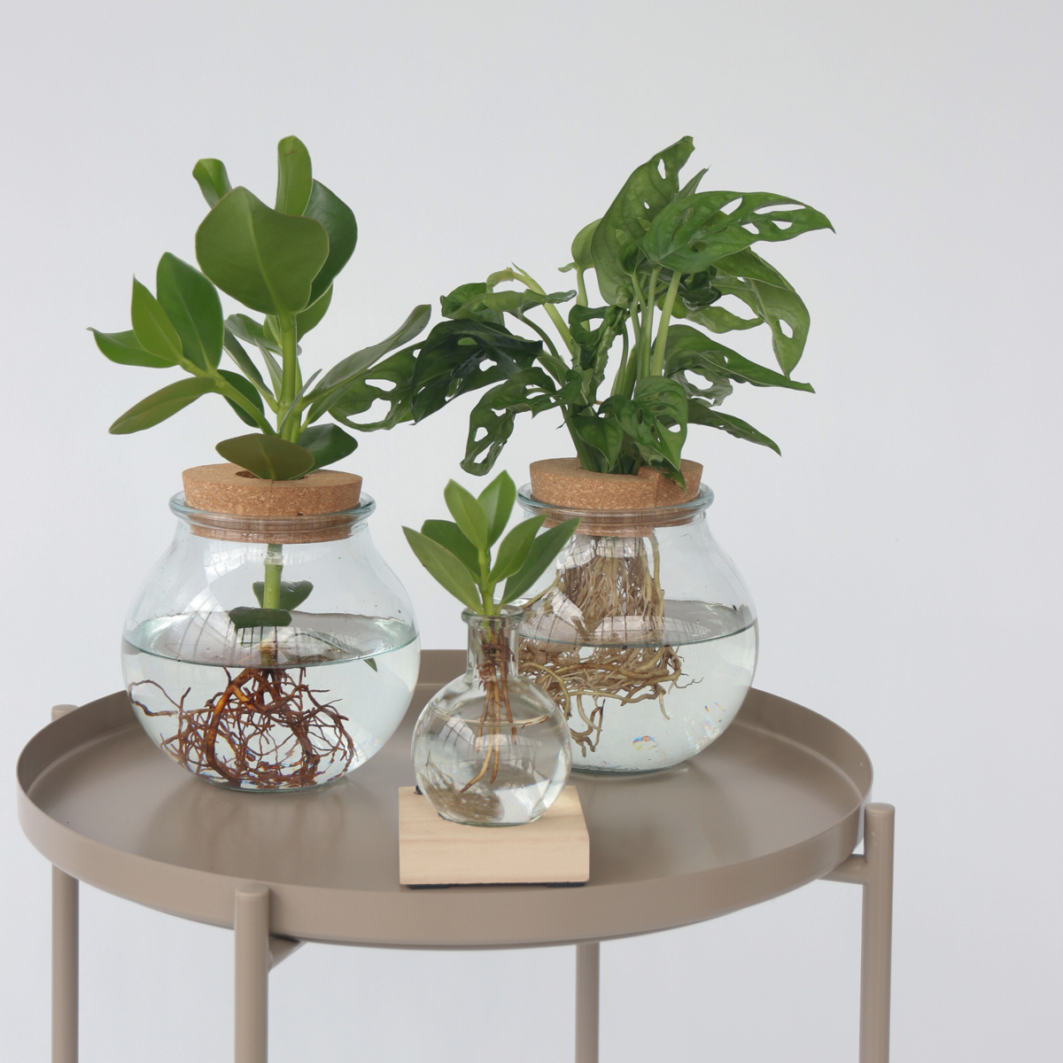 Hydroponics Liten Narrfikus I Kom - Clusia Rosea 'Princess' - Höjd 15-20Cm - ⌀8Cm