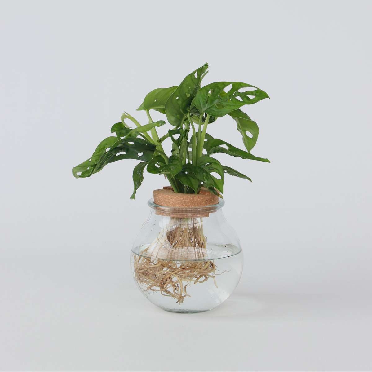Florastore Monstera I Kom - Monstera Adansonii 'Monkey Mask' - Höjd 25-35Cm - ⌀20Cm