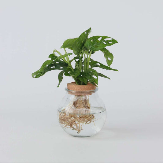Florastore Monstera I Kom - Monstera Adansonii 'Monkey Mask' - Höjd 25-35Cm - ⌀20Cm