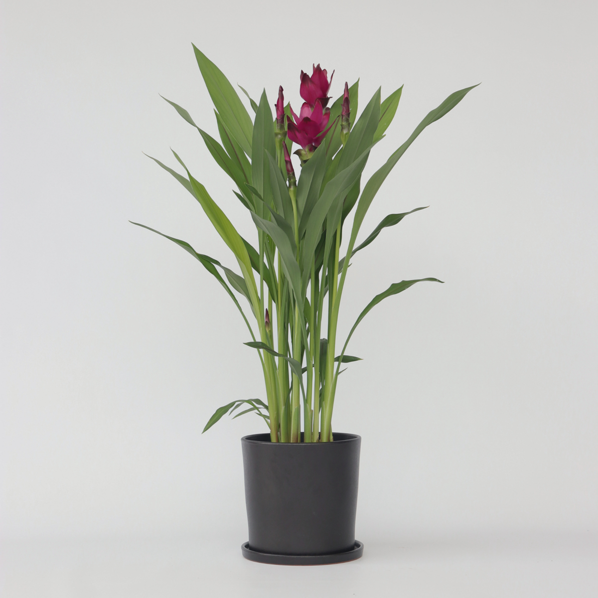 Florastore Siam Tulpan - Curcuma Alismatifolia - Höjd 70-90Cm - ⌀19Cm