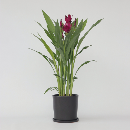 Blooming Houseplants Siam Tulpan - Curcuma Alismatifolia - Höjd 70-90Cm - ⌀19Cm