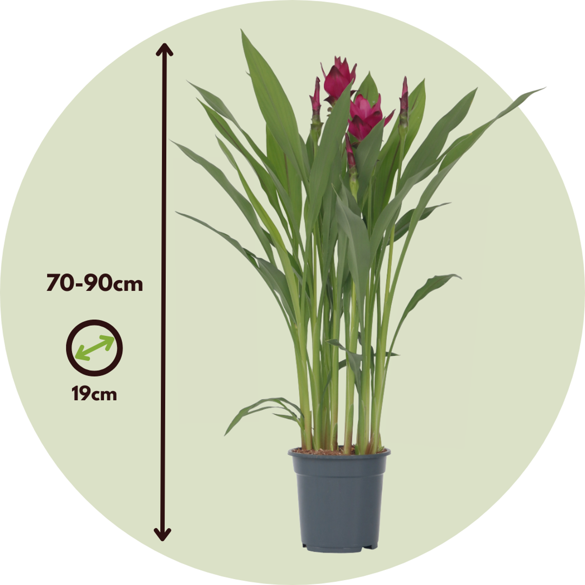 Blooming Houseplants Siam Tulpan - Curcuma Alismatifolia - Höjd 70-90Cm - ⌀19Cm
