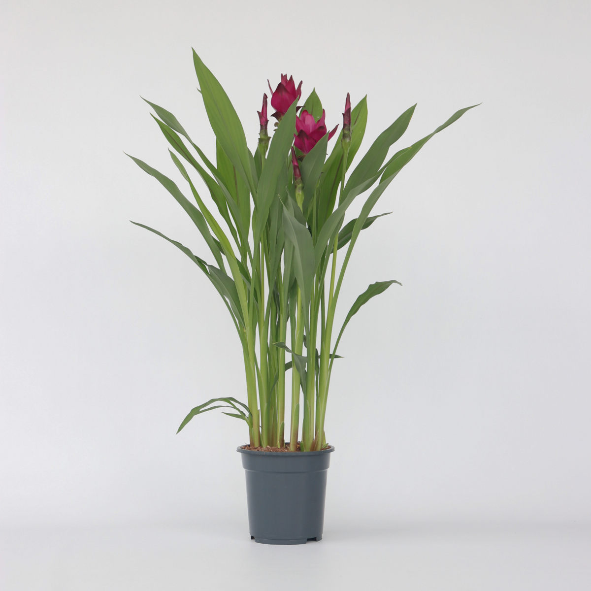 Blooming Houseplants Siam Tulpan - Curcuma Alismatifolia - Höjd 70-90Cm - ⌀19Cm
