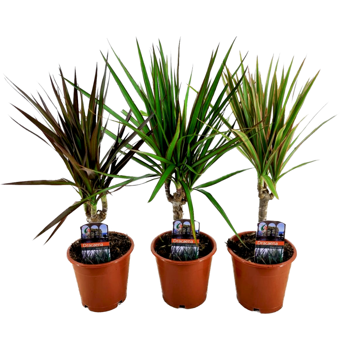 Dracaena Banddracena - Set Om 3 - Dracaena Marginata - Höjd 30-40Cm - ⌀12Cm