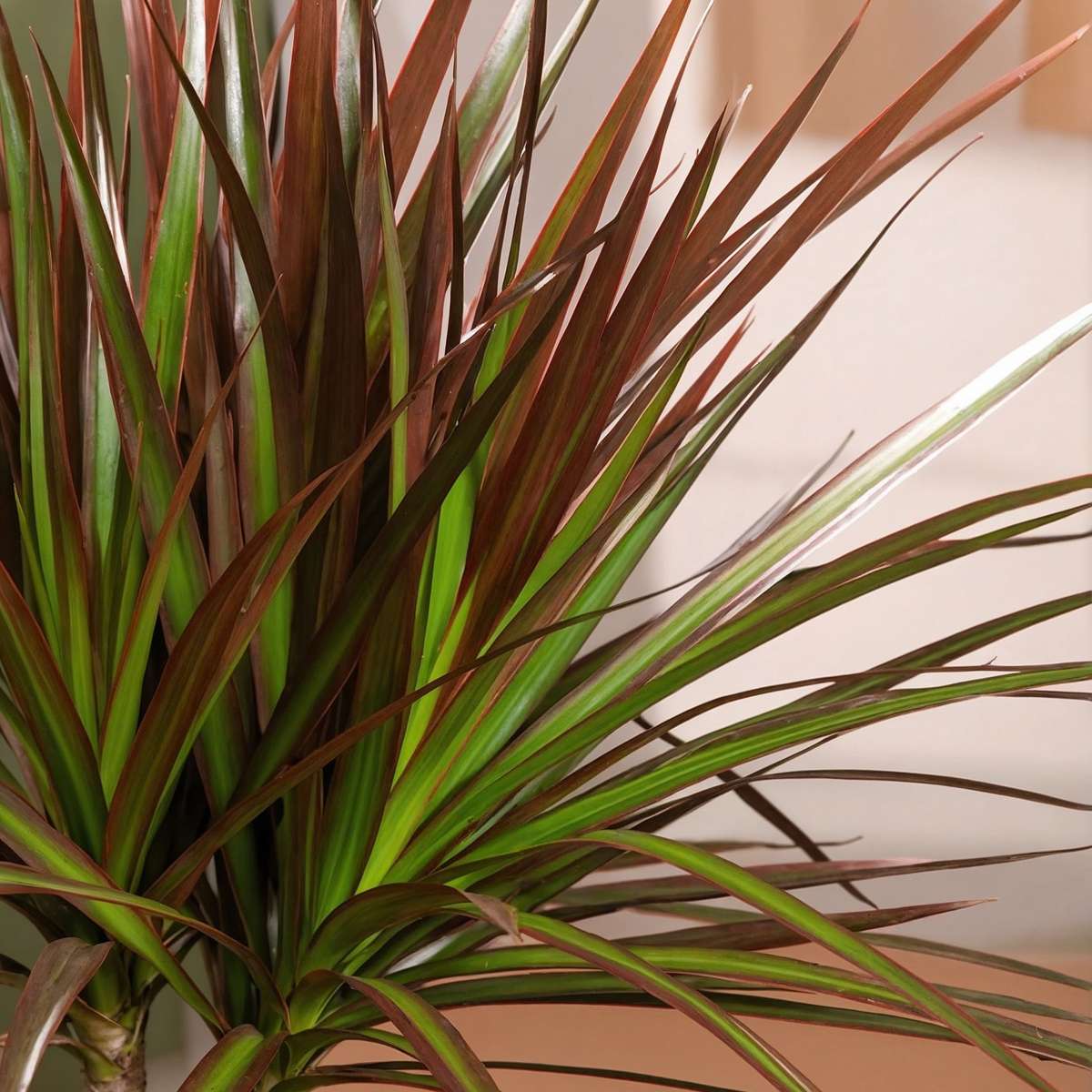 Dracaena Banddracena - Set Om 3 - Dracaena Marginata - Höjd 30-40Cm - ⌀12Cm