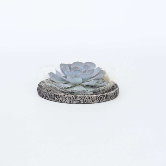 Succulents Ekveria Koala Bowl - Echeveria Lilacina - Höjd 8Cm