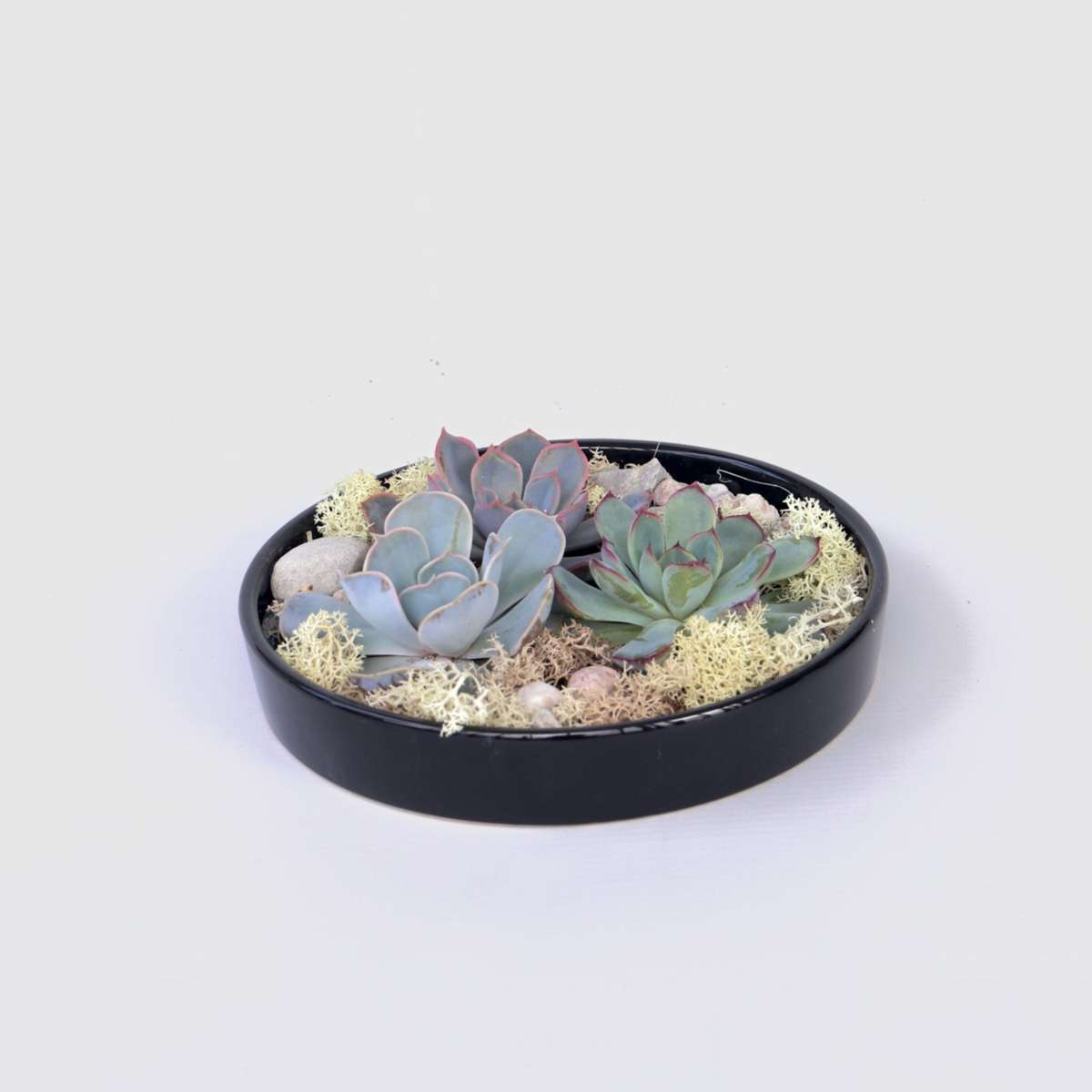 Florastore Ekveria Garden Mix Black - Echeveria Lilacina - Höjd 8Cm