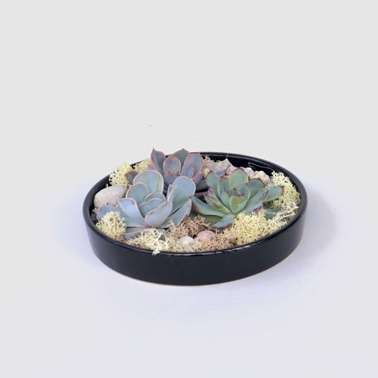 Florastore Ekveria Garden Mix Black - Echeveria Lilacina - Höjd 8Cm