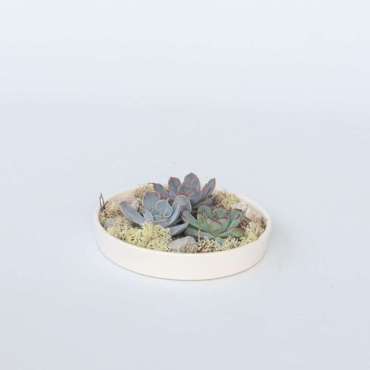 Florastore Ekveria Garden Mix White - Echeveria Lilacina - Höjd 8Cm