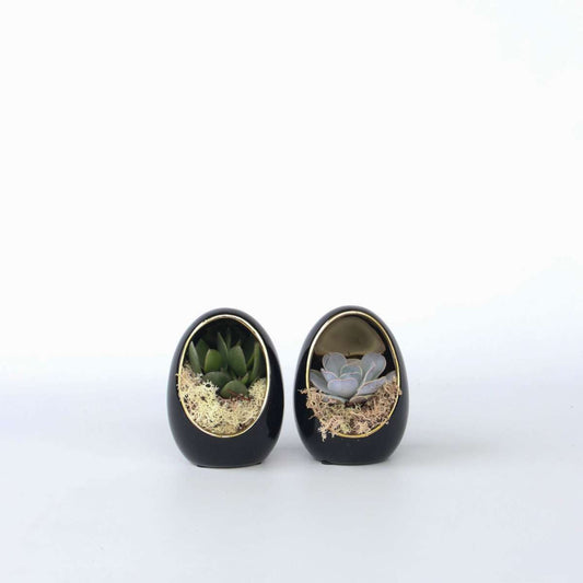 Succulents Ekveria Dekorativa Ägg - Set Om 2 - Echeveria Lilacina - Höjd 12Cm