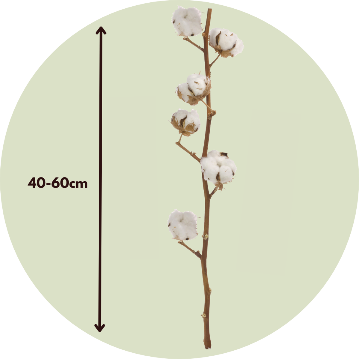 Dried Flowers Torrblommor - Cotton Branch - Bomull - Set Om 3 Grenar - Höjd 40 -60 Cm