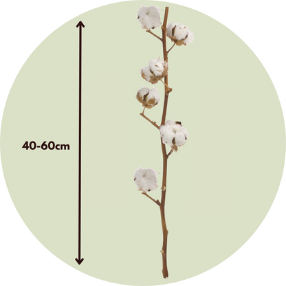 Dried Flowers Torrblommor - Cotton Branch - Bomull - Set Om 3 Grenar - Höjd 40 -60 Cm