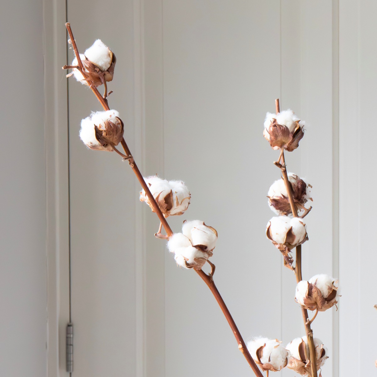 Dried Flowers Torrblommor - Cotton Branch - Bomull - Set Om 3 Grenar - Höjd 40 -60 Cm