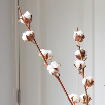 Dried Flowers Torrblommor - Cotton Branch - Bomull - Set Om 3 Grenar - Höjd 40 -60 Cm