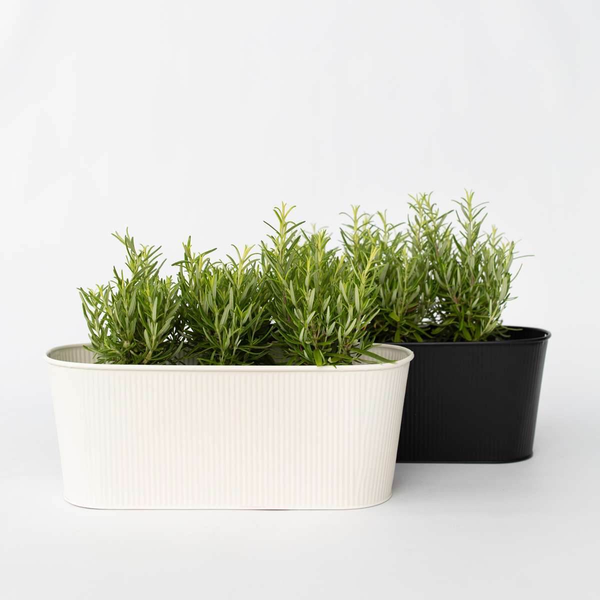 Florastore Rosmarin - Set Om 12 - Rosmarinus Officinalis - Höjd 10-20Cm - ⌀9Cm