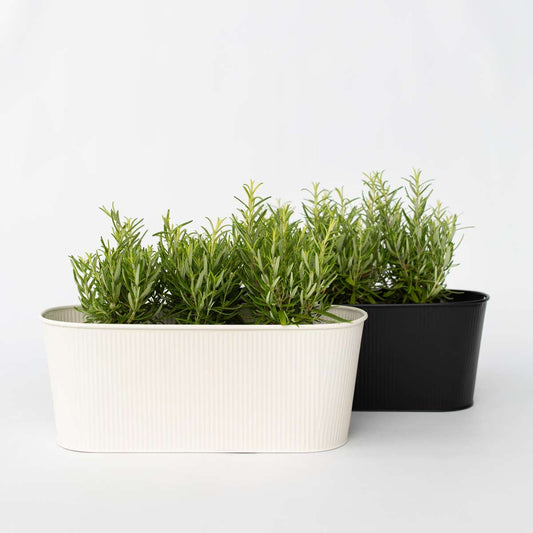 Florastore Rosmarin - Set Om 12 - Rosmarinus Officinalis - Höjd 10-20Cm - ⌀9Cm