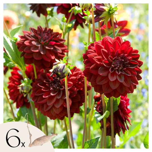 Florastore Dahlialökar - Set Om 6 - Dahlia 'Arabian Night' - Blomlökar - Röd