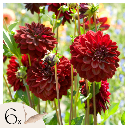 Dahlialökar - Set Om 6 - Dahlia 'Arabian Night' - Blomlökar - Röd