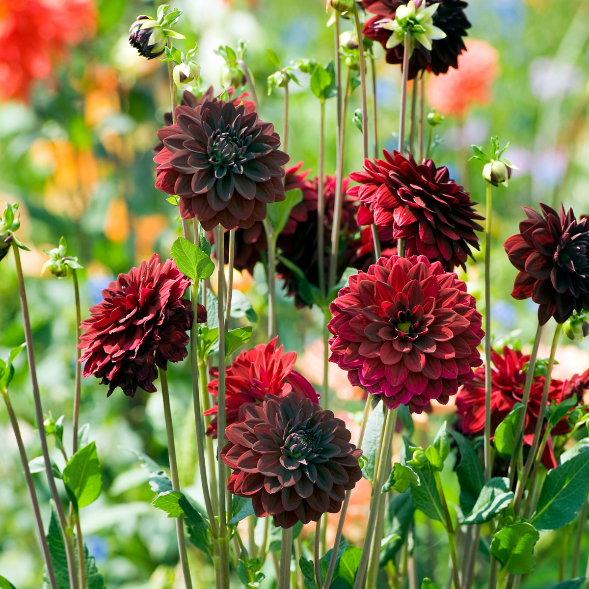 Dahlialökar - Set Om 6 - Dahlia 'Arabian Night' - Blomlökar - Röd