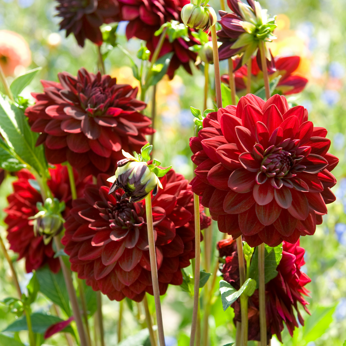 Dahlialökar - Set Om 6 - Dahlia 'Arabian Night' - Blomlökar - Röd