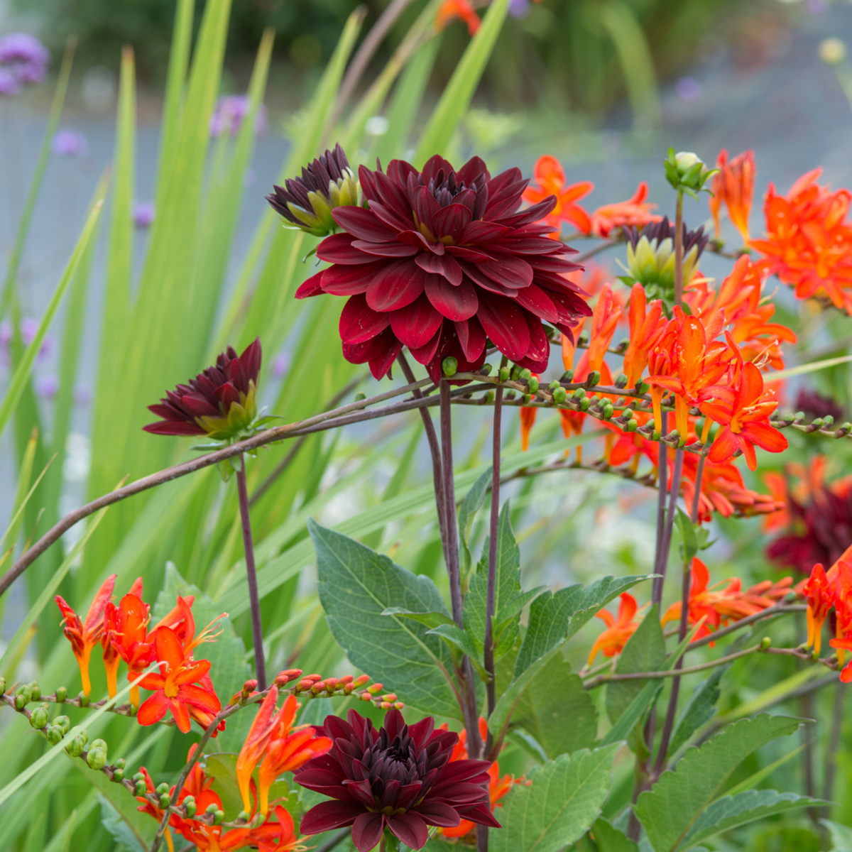 Dahlialökar - Set Om 6 - Dahlia 'Arabian Night' - Blomlökar - Röd