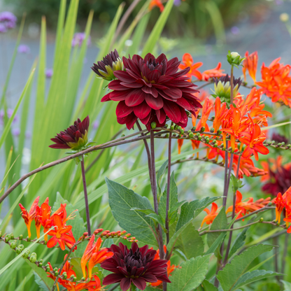 Dahlialökar - Set Om 6 - Dahlia 'Arabian Night' - Blomlökar - Röd