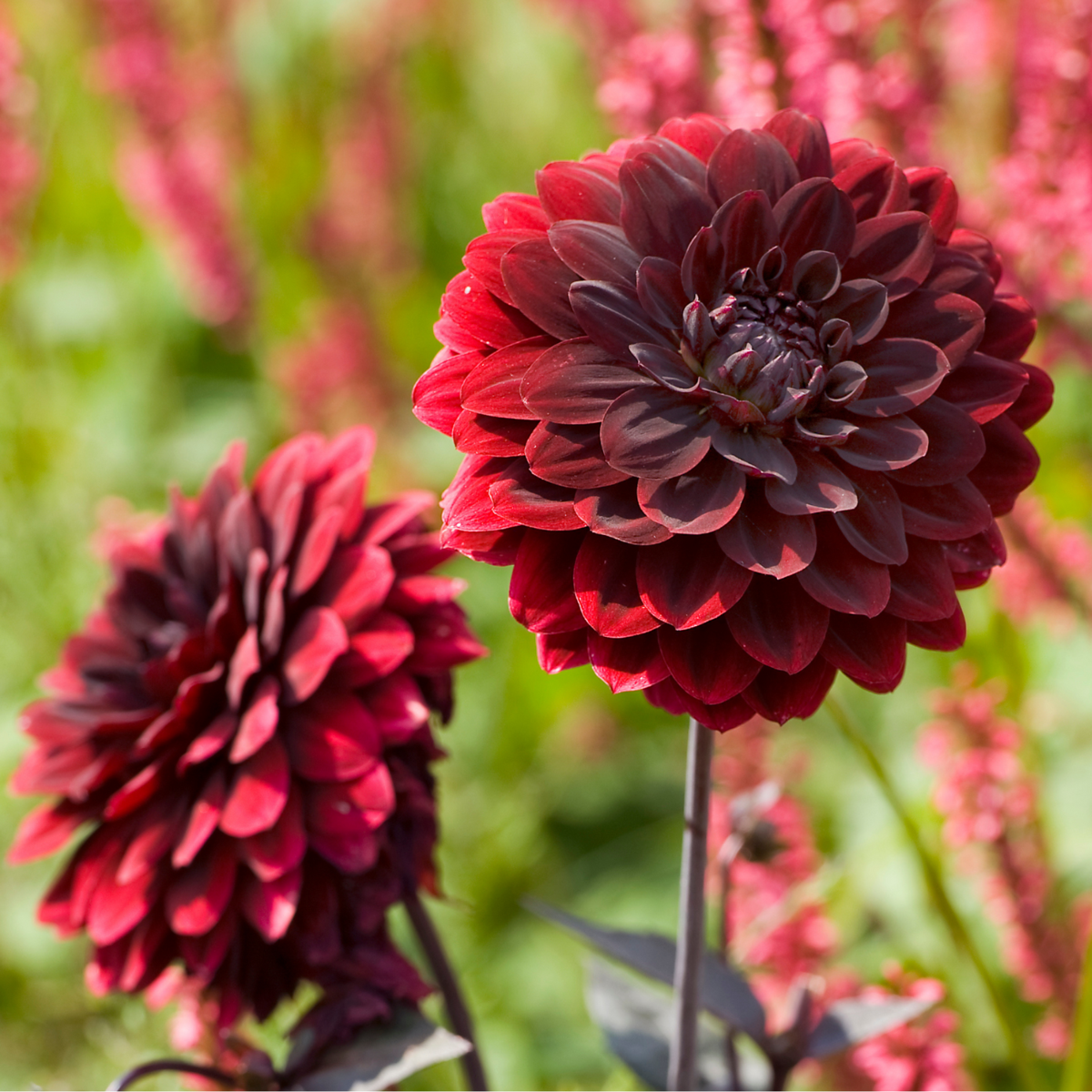 Dahlialökar - Set Om 6 - Dahlia 'Arabian Night' - Blomlökar - Röd