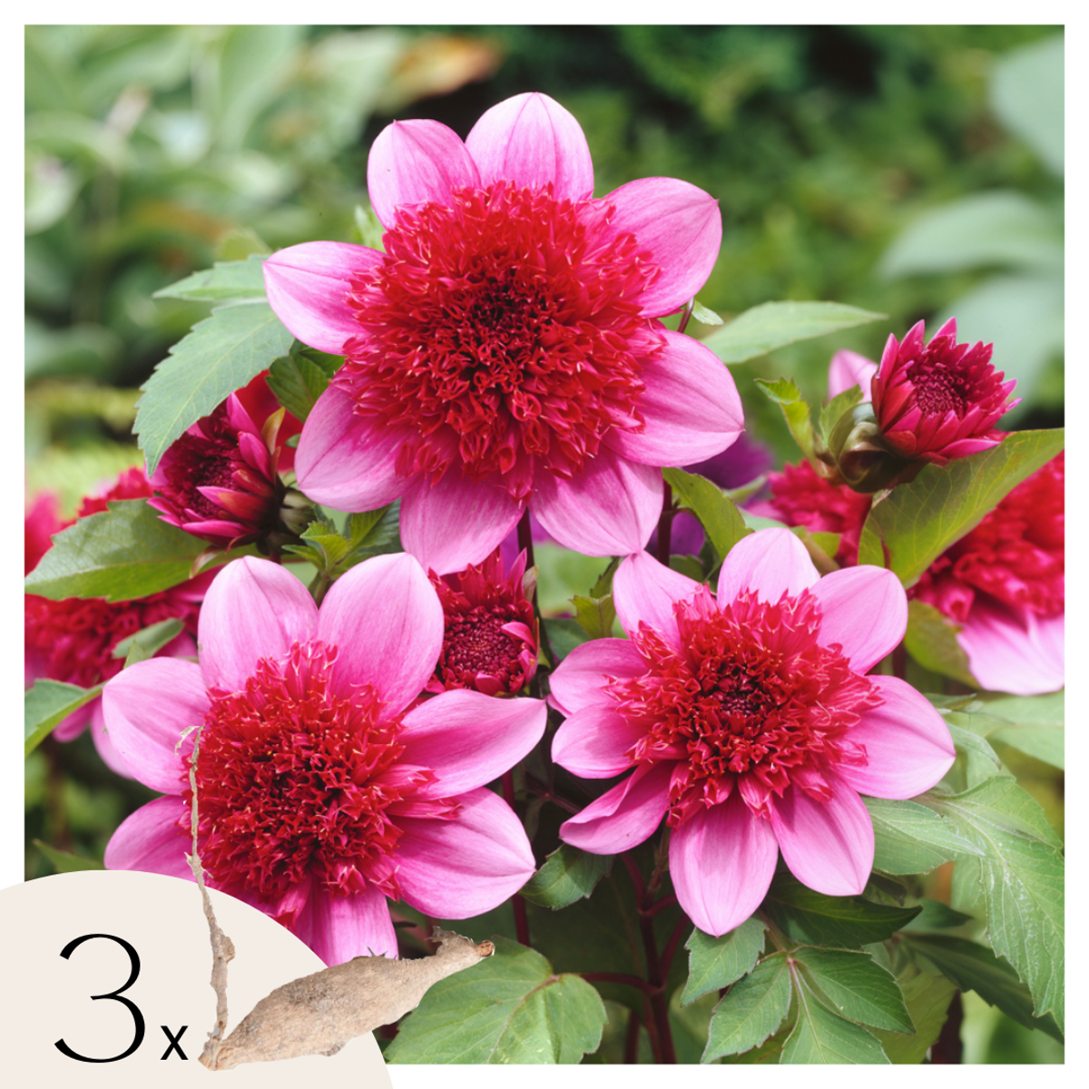 Florastore Dahlialökar - Set Om 3 - Dahlia 'Blue Bayou' - Blomlökar - Röd
