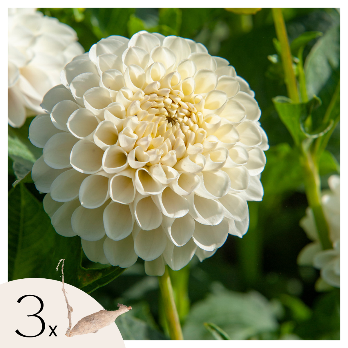 Florastore Dahlialökar - Set Om 3 - Dahlia 'Boom Boom White' - Blomlökar - Vit
