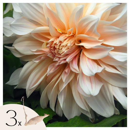 Dahlialökar - Set Om 3 - Dahlia 'Café Au Lait' - Blomlökar - Flerfärgad