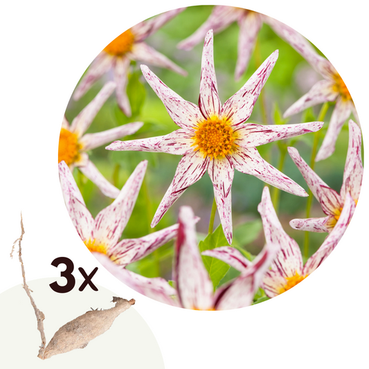 Florastore Dahlialökar - Set Om 3 - Dahlia 'Destiny's Teacher' - Blomlökar - Flerfärgad