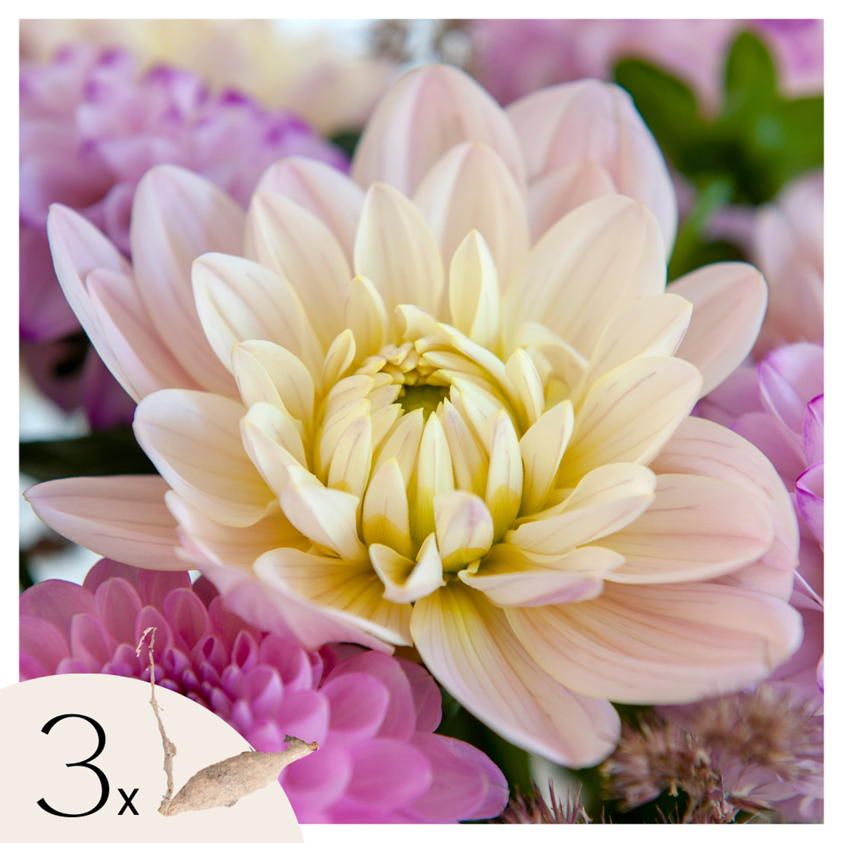 Dahlialökar - Set Om 3 - Dahlia 'Diana's Memory' - Blomlökar - Flerfärgad