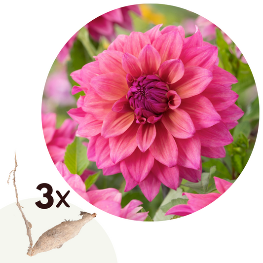 Florastore Dahlialökar - Set Om 3 - Dahlia 'Feline Yvonne' - Blomlökar - Rosa