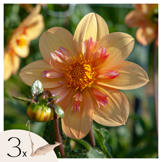 Florastore Dahlialökar - Set Om 3 - Dahlia 'Kelsey Annie Joy' - Blomlökar - Orange