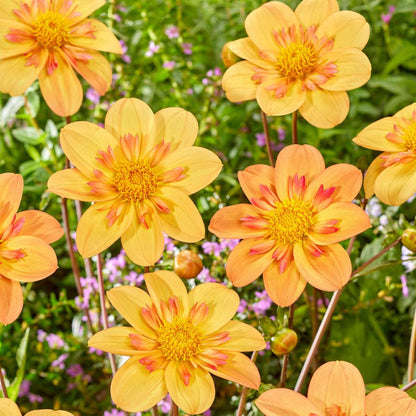 Dahlialökar - Set Om 3 - Dahlia 'Kelsey Annie Joy' - Blomlökar - Orange