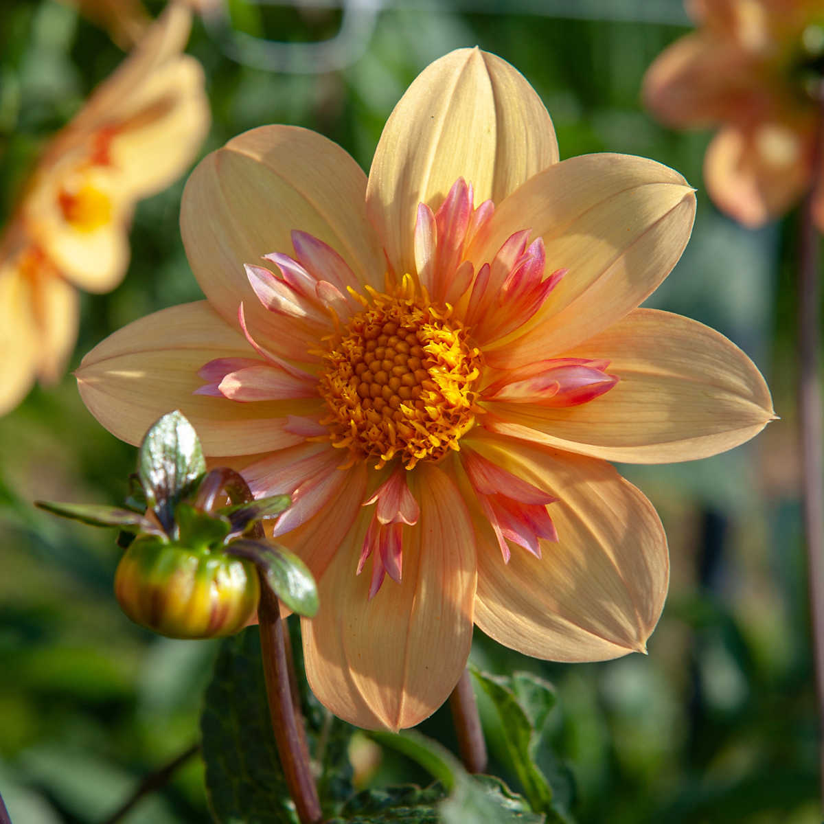 Dahlialökar - Set Om 3 - Dahlia 'Kelsey Annie Joy' - Blomlökar - Orange