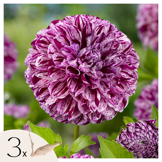 Florastore Dahlialökar - Set Om 3 - Dahlia 'Marble Ball' - Blomlökar - Purpur