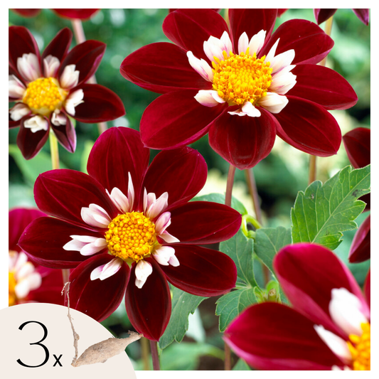Dahlialökar - Set Om 3 - Dahlia 'Mary Evelyn' - Blomlökar - Röd