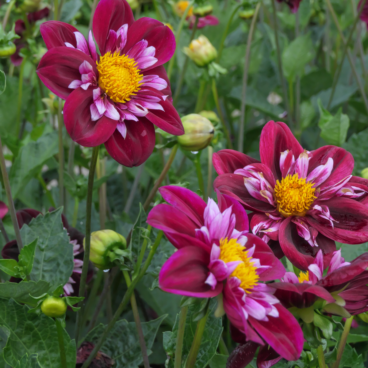 Dahlialökar - Set Om 3 - Dahlia 'Mary Evelyn' - Blomlökar - Röd
