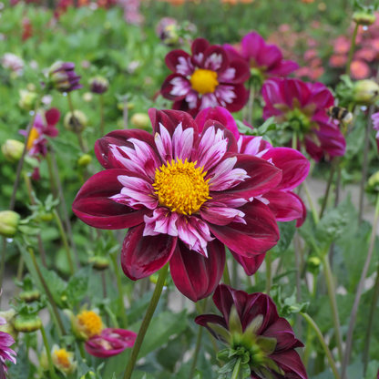 Dahlialökar - Set Om 3 - Dahlia 'Mary Evelyn' - Blomlökar - Röd