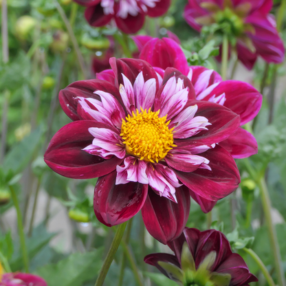 Dahlialökar - Set Om 3 - Dahlia 'Mary Evelyn' - Blomlökar - Röd