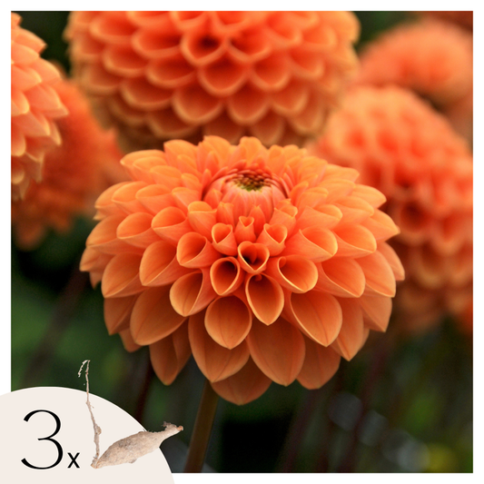 Dahlialökar - Set Om 3 - Dahlia 'Sylvia' - Blomlökar - Orange