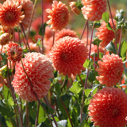 Dahlialökar - Set Om 3 - Dahlia 'Sylvia' - Blomlökar - Orange