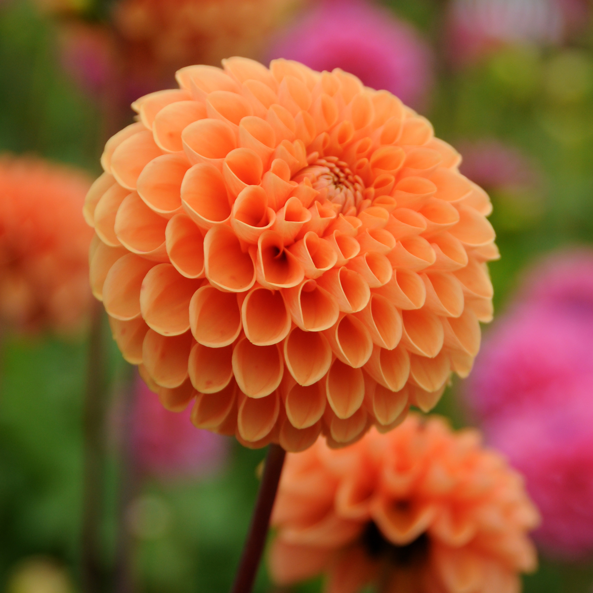Dahlialökar - Set Om 3 - Dahlia 'Sylvia' - Blomlökar - Orange