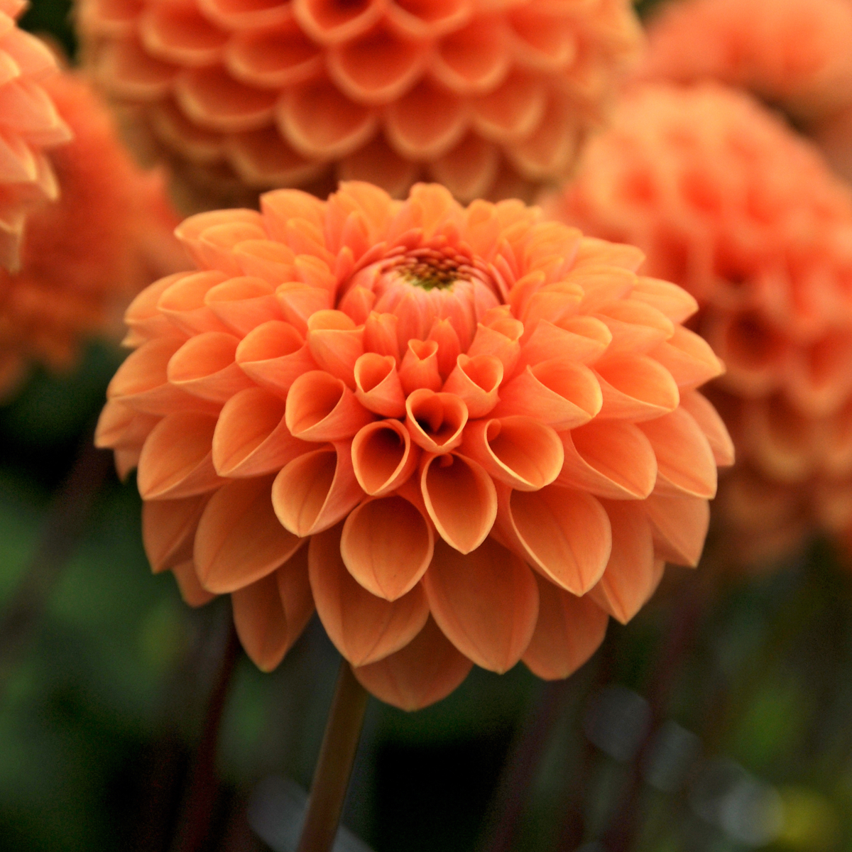 Dahlialökar - Set Om 3 - Dahlia 'Sylvia' - Blomlökar - Orange